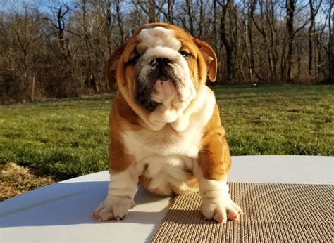 english bulldog virginia|More.